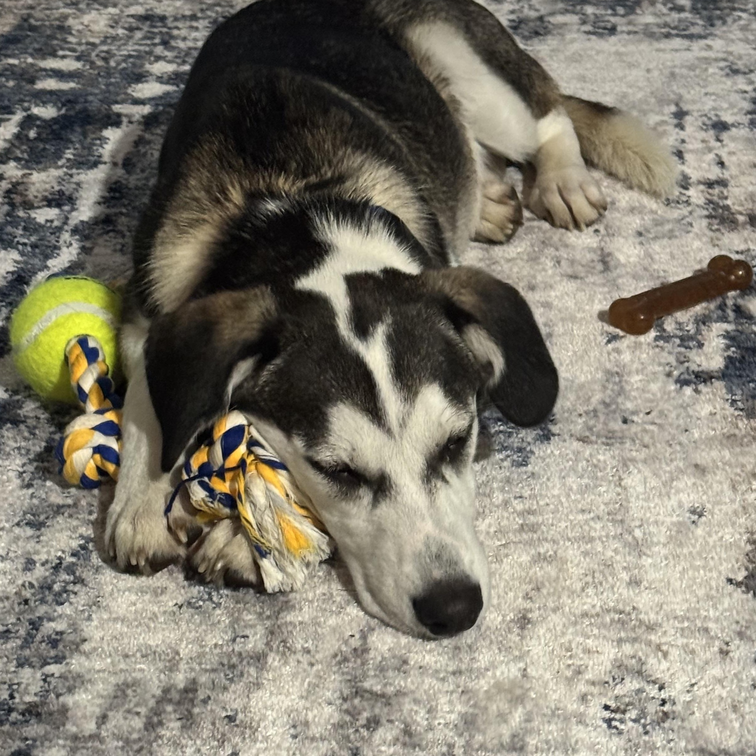 Enlarge Chase , a ADOPTABLE mixed breed in South Plainfield, NJ image 5/6