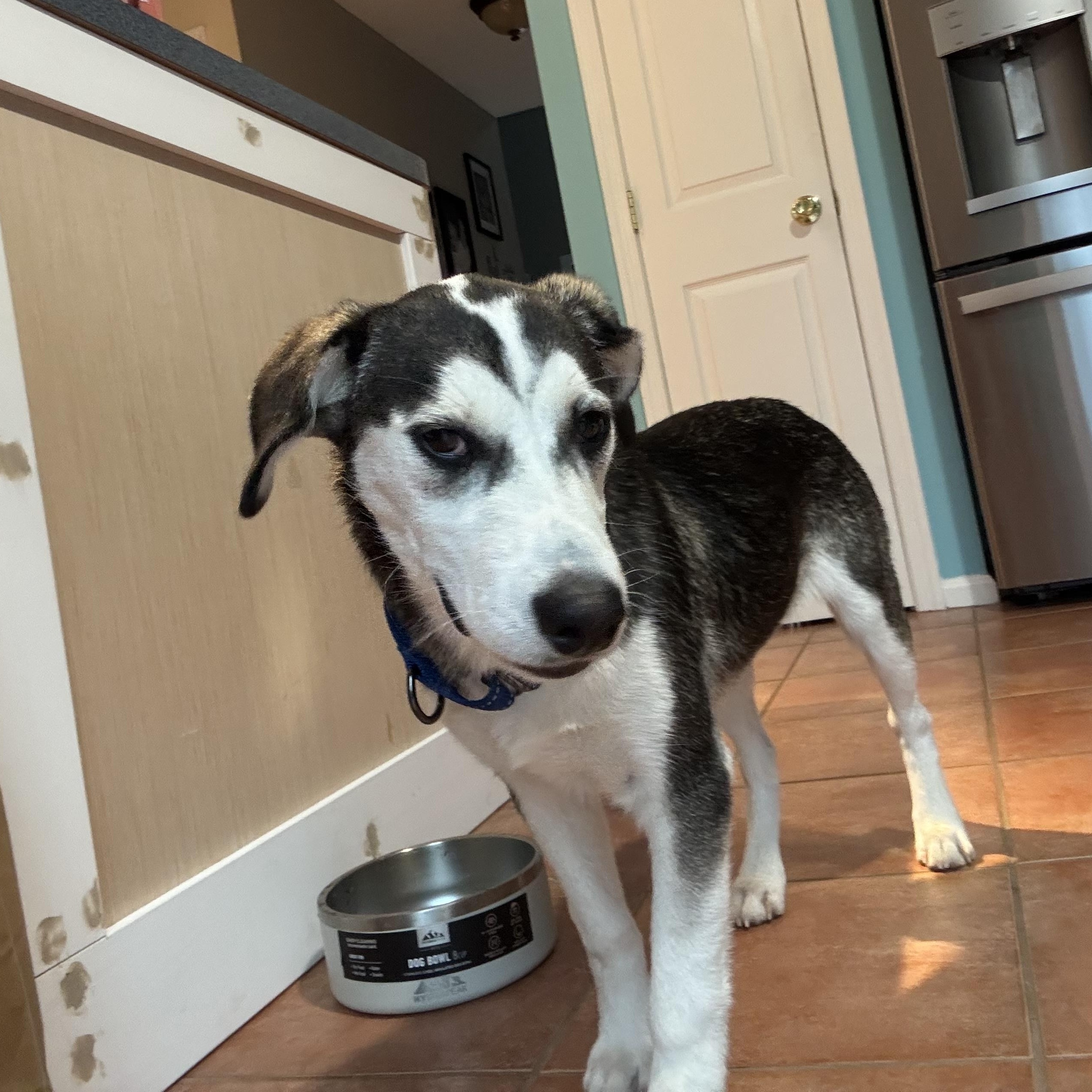 Enlarge Chase , a ADOPTABLE mixed breed in South Plainfield, NJ image 2/6