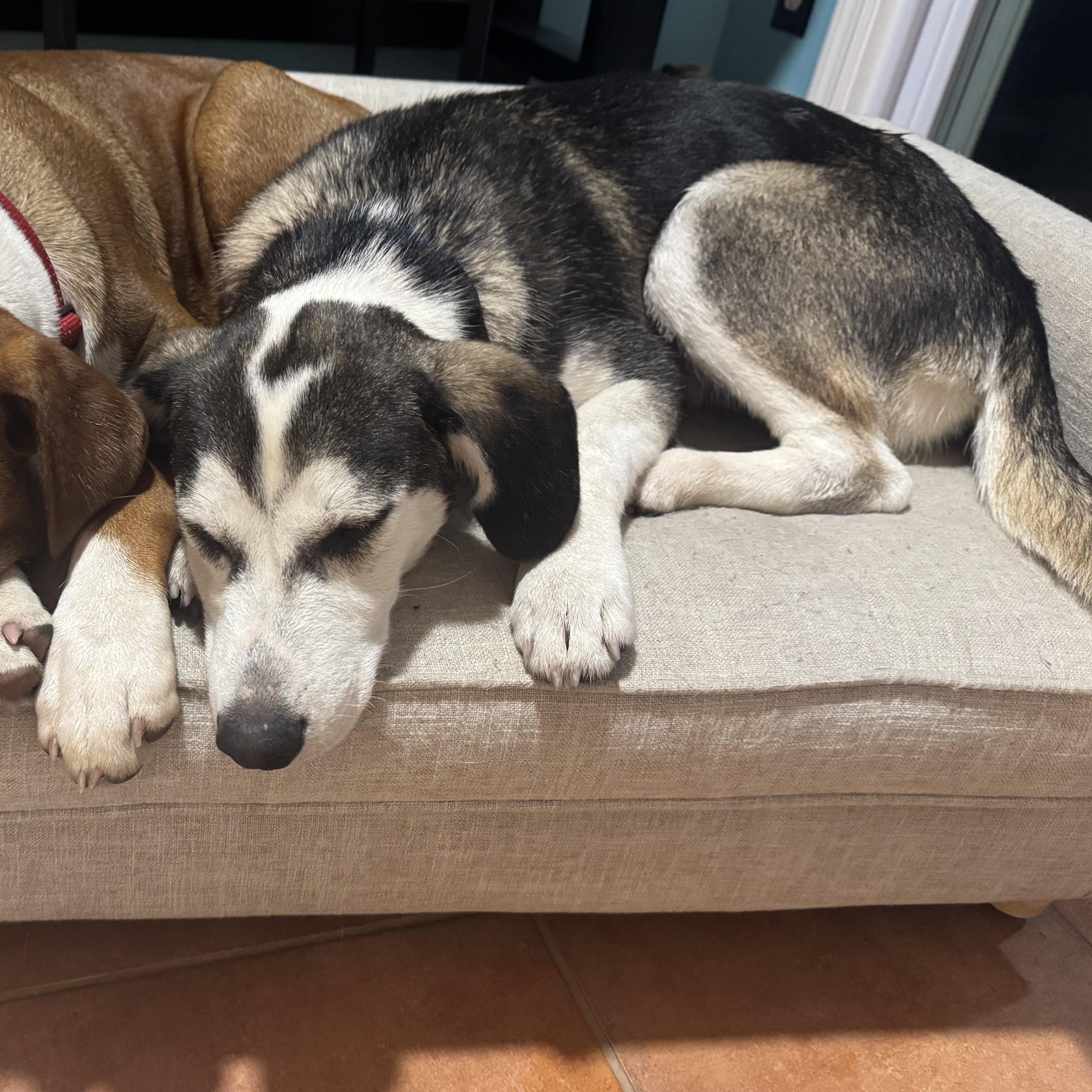 Enlarge Chase , a ADOPTABLE mixed breed in South Plainfield, NJ image 3/6