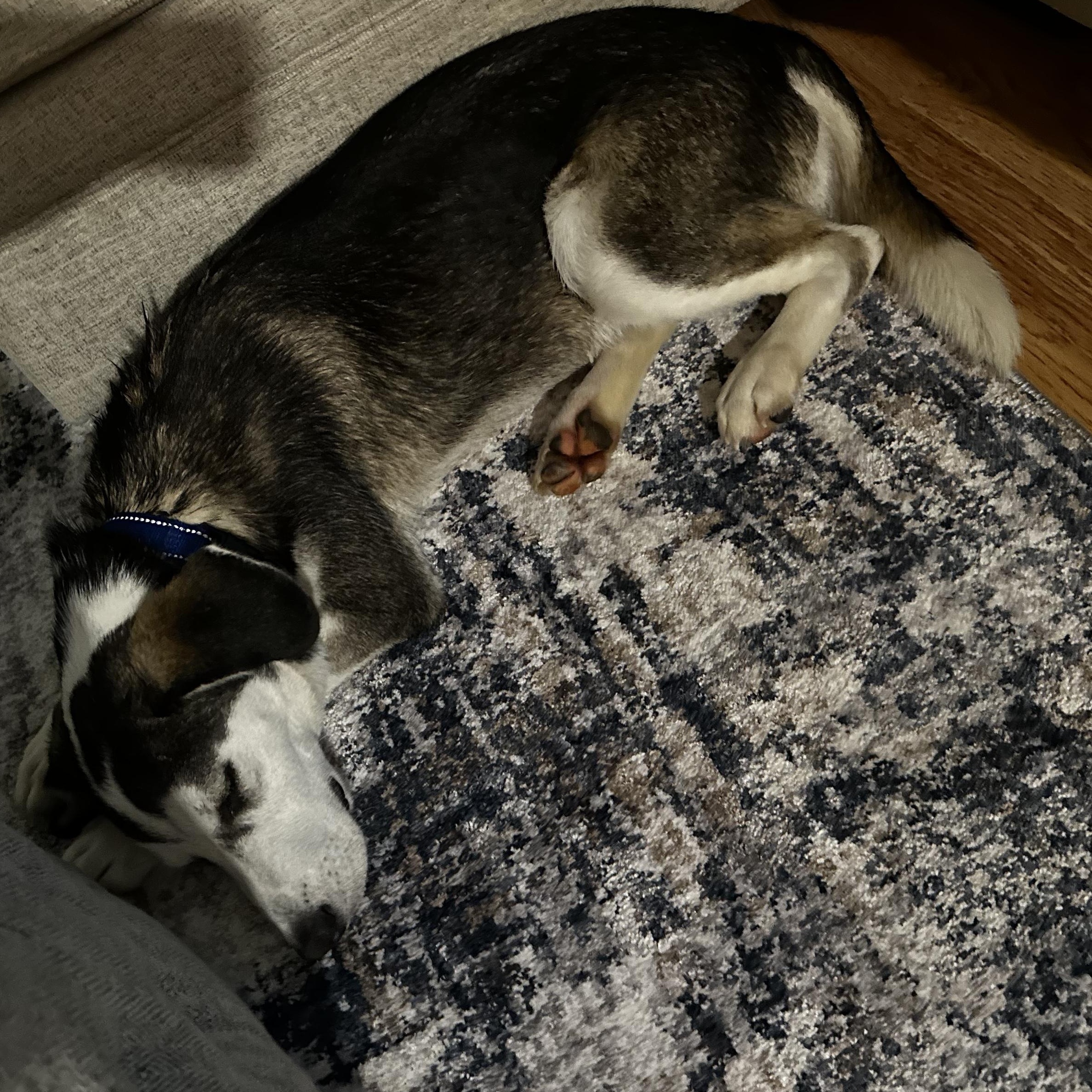 Enlarge Chase , a ADOPTABLE mixed breed in South Plainfield, NJ image 6/6