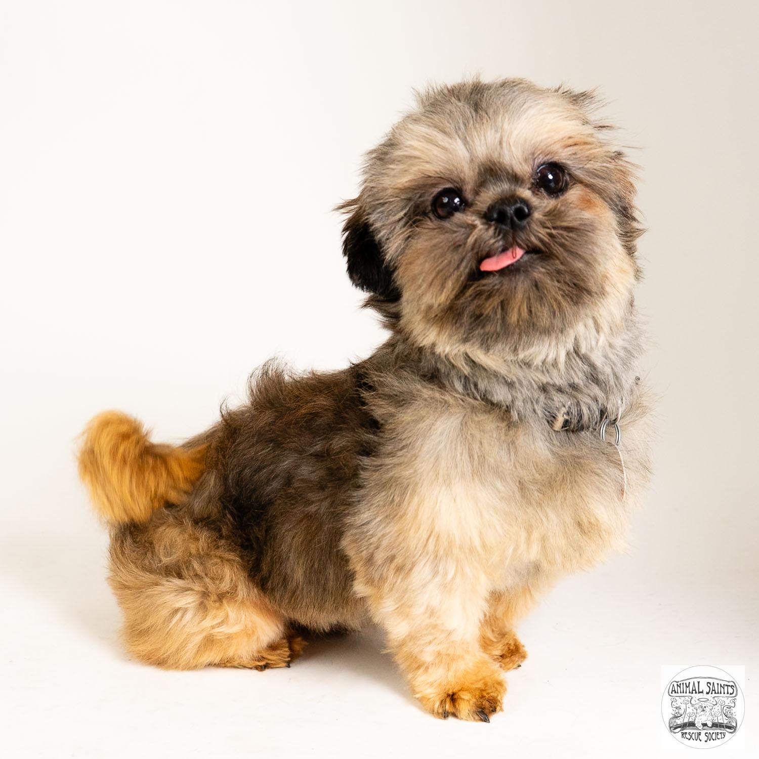 Nino, adoptable, Young Male Shih Tzu.