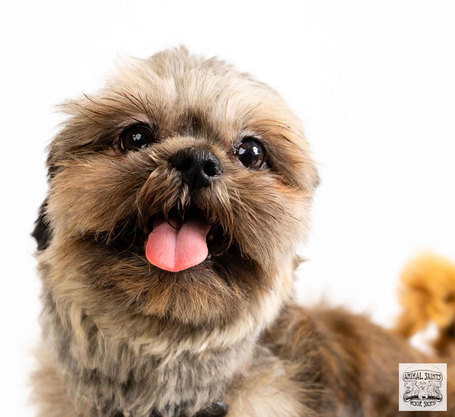 Nino, an adoptable Shih Tzu in Fort Montgomery, NY image 2/6