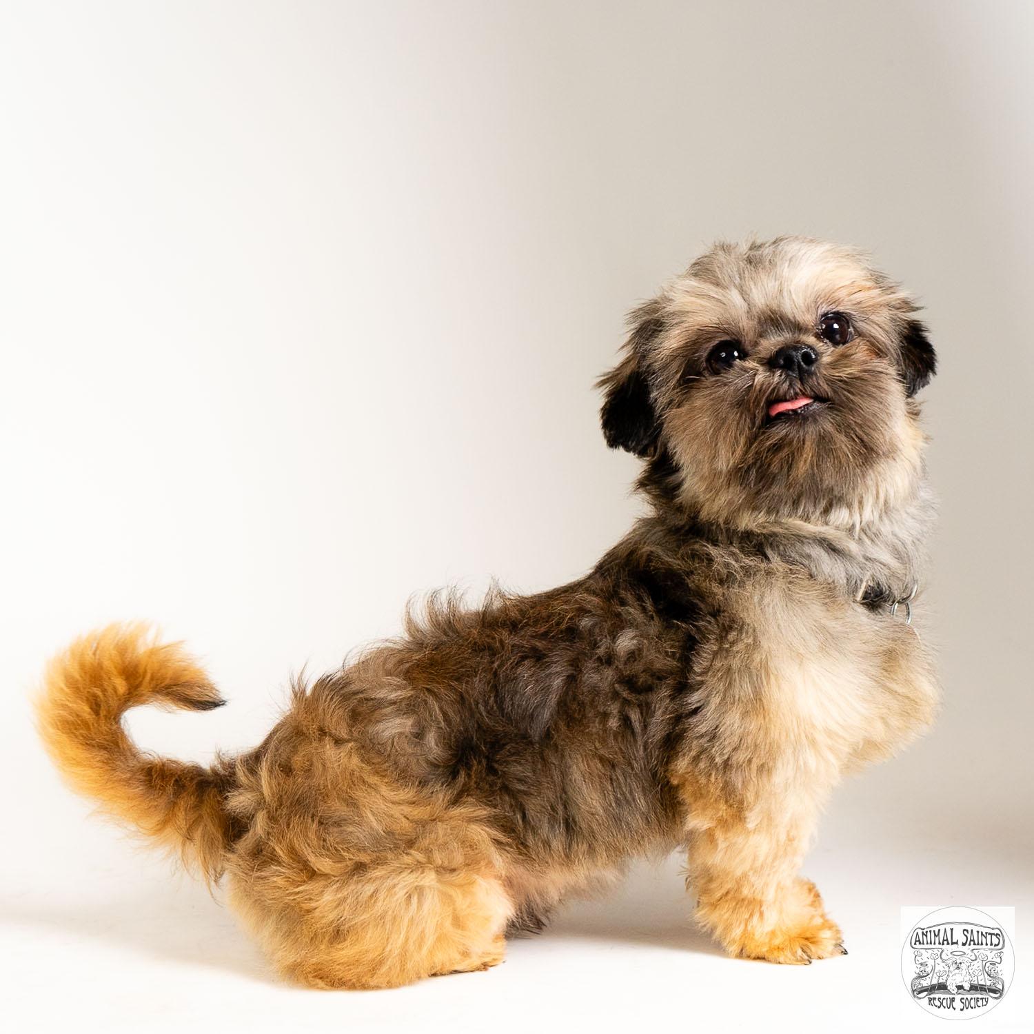 Nino, an adoptable Shih Tzu in Fort Montgomery, NY image 5/6