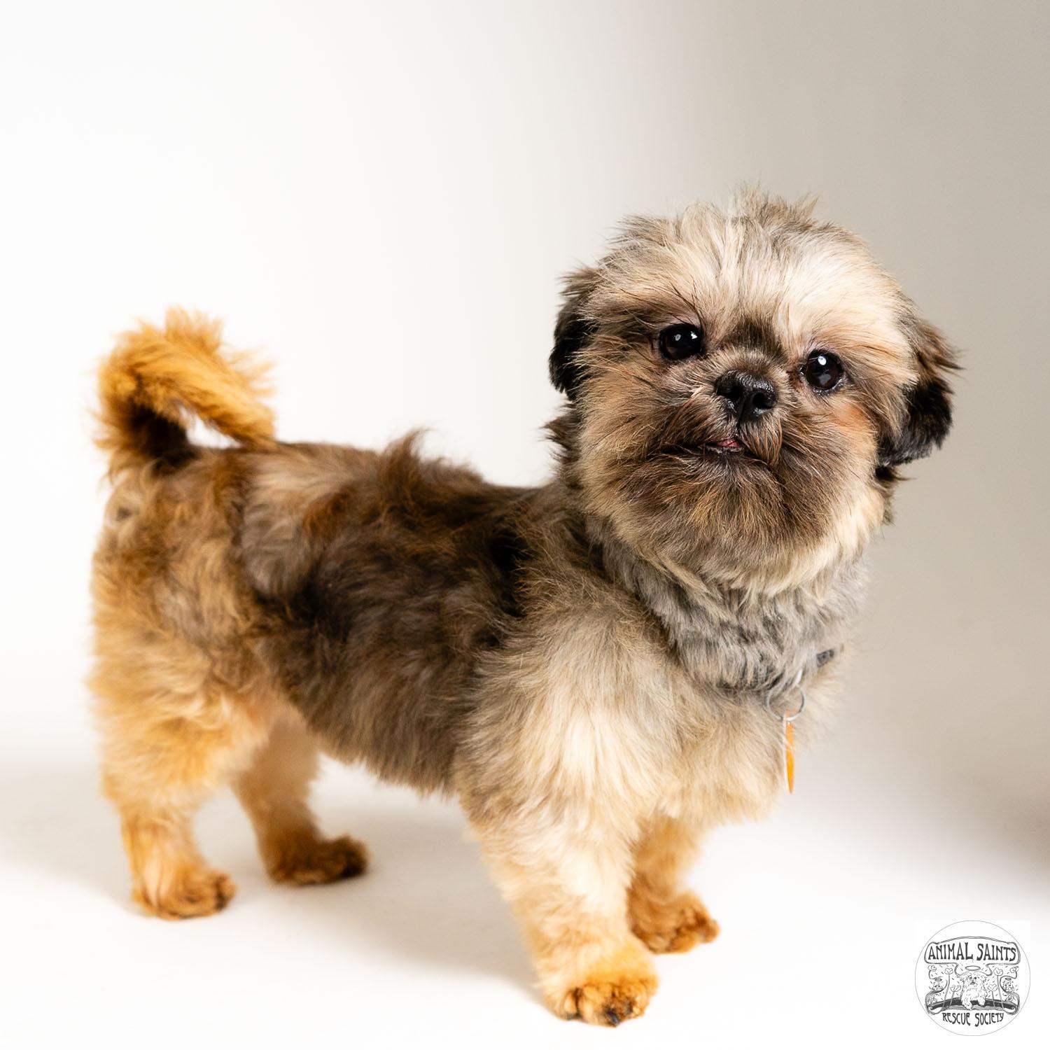 Nino, an adoptable Shih Tzu in Fort Montgomery, NY image 3/6