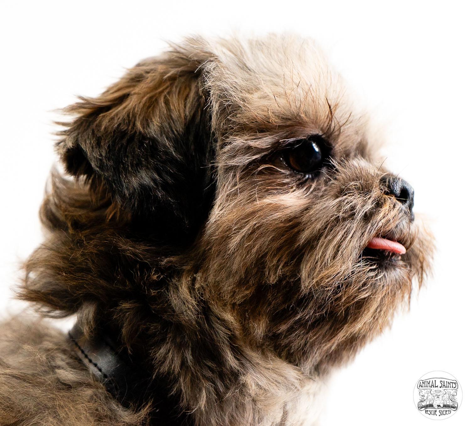 Nino, an adoptable Shih Tzu in Fort Montgomery, NY image 4/6