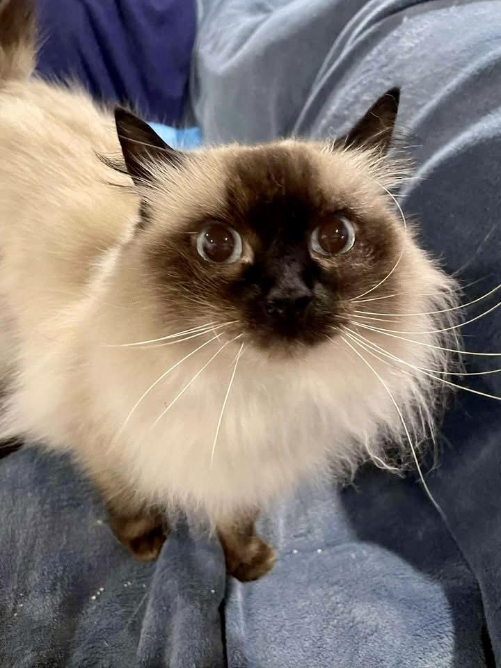 Nellie, ADOPTABLE, Adult Female Siamese & Ragdoll.