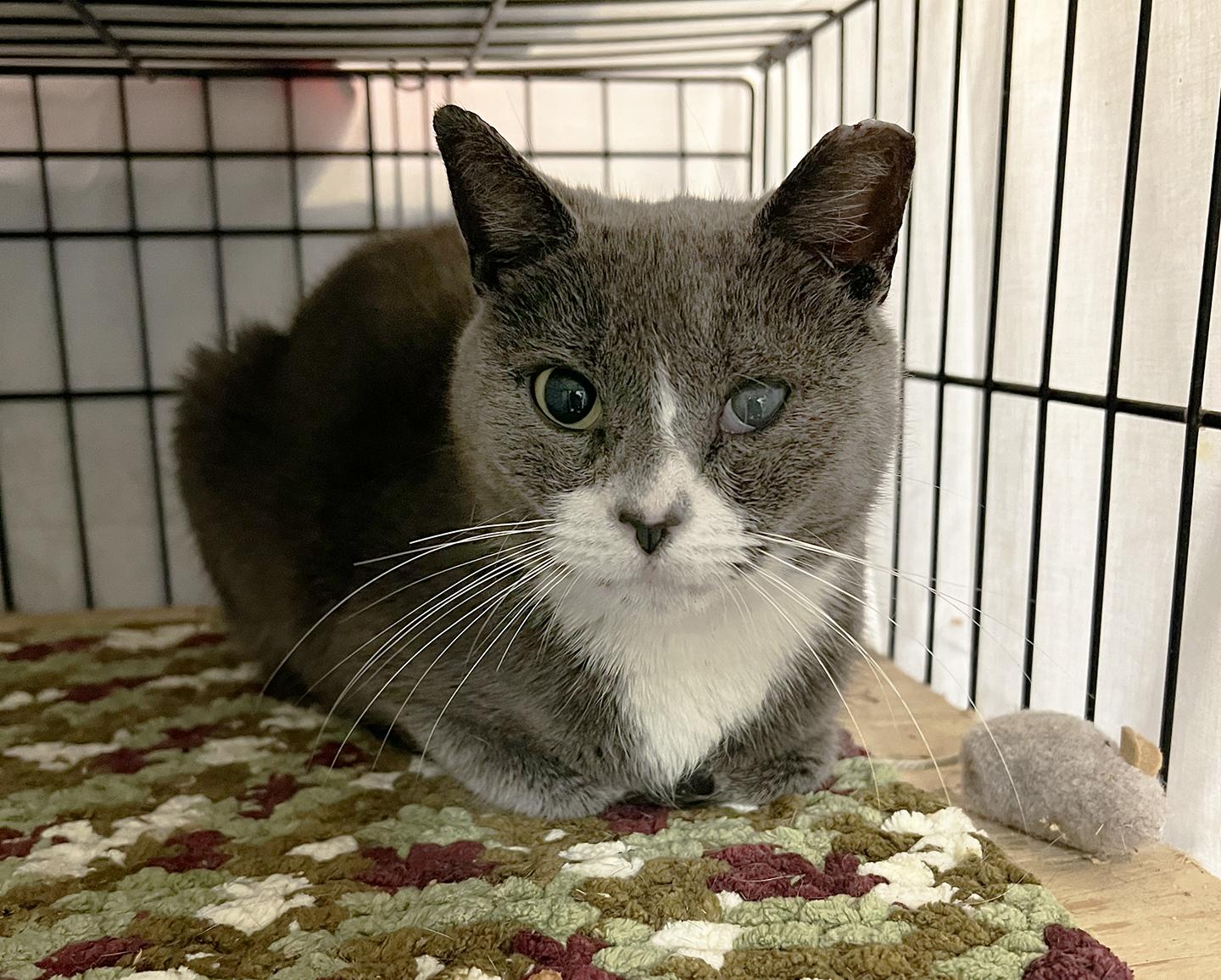 Enlarge Vanita Vodges, a Adoptable Domestic Short Hair in Philadelphia, PA image 4/5