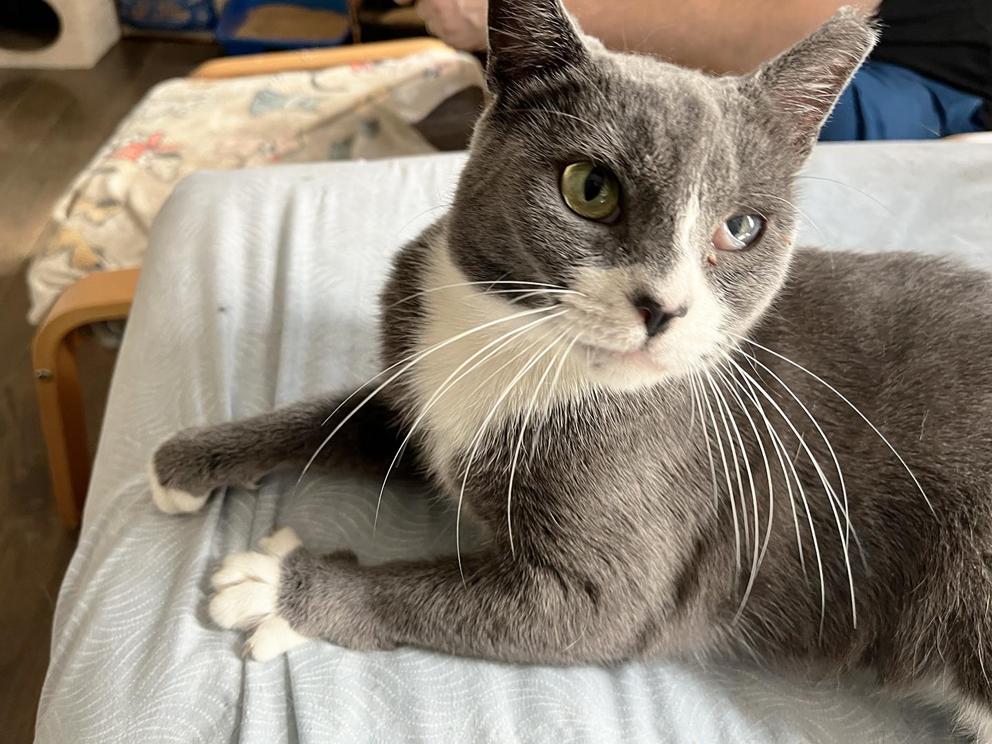 Vanita Vodges, Adoptable, Adult Female Domestic Short Hair.