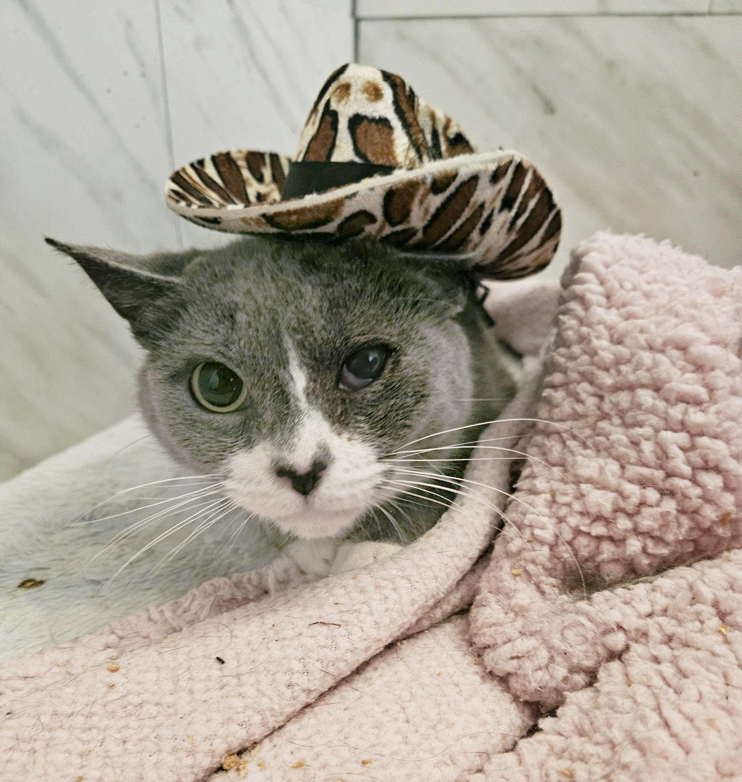 Enlarge Vanita Vodges, a Adoptable Domestic Short Hair in Philadelphia, PA image 2/5