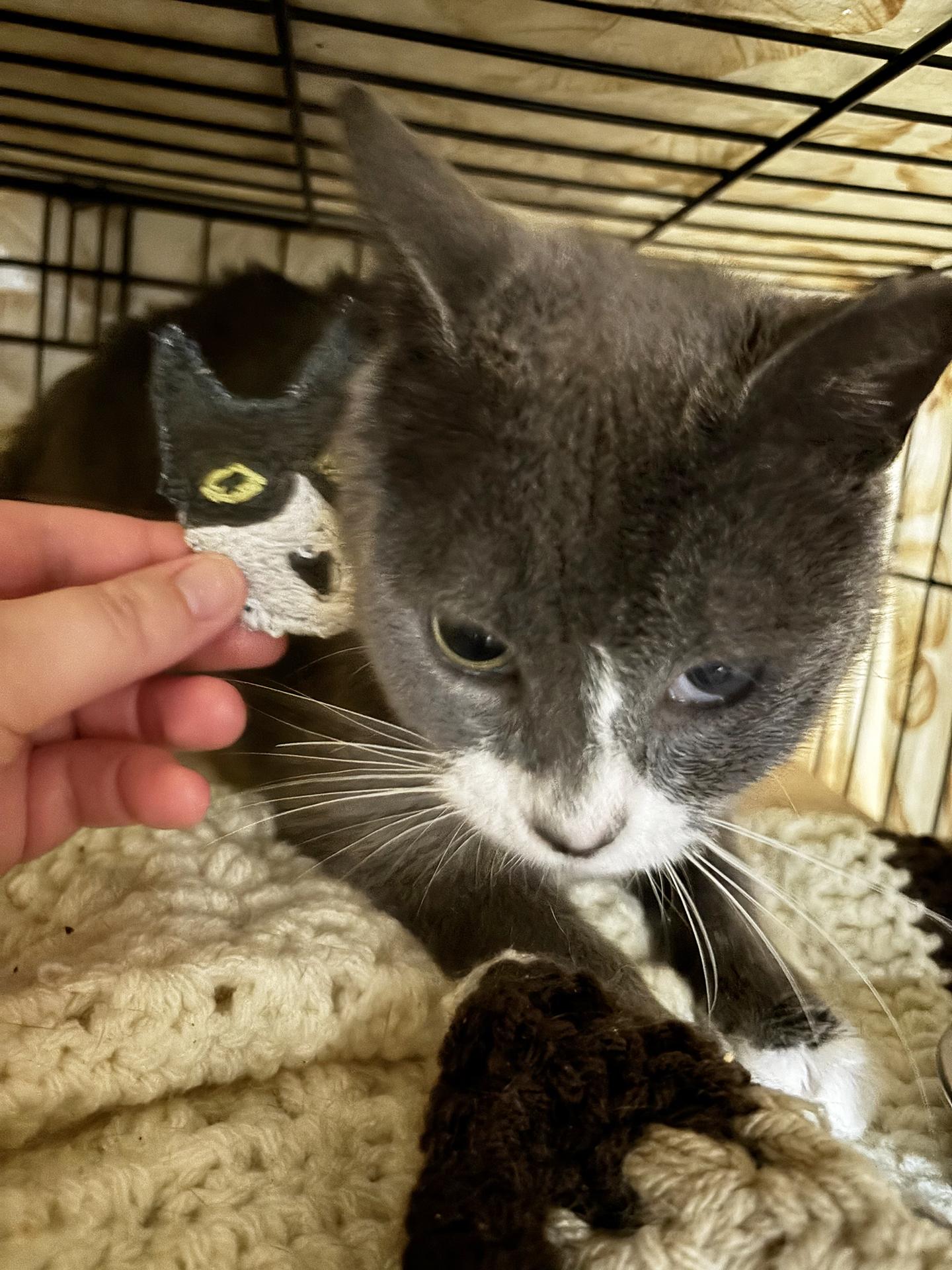 Enlarge Vanita Vodges, a Adoptable Domestic Short Hair in Philadelphia, PA image 5/5