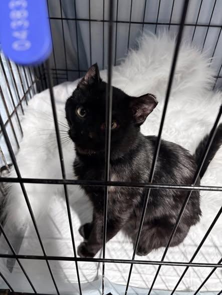 Enlarge H P Lovecraft, a ADOPTABLE Domestic Short Hair in Reading, PA image 1/2