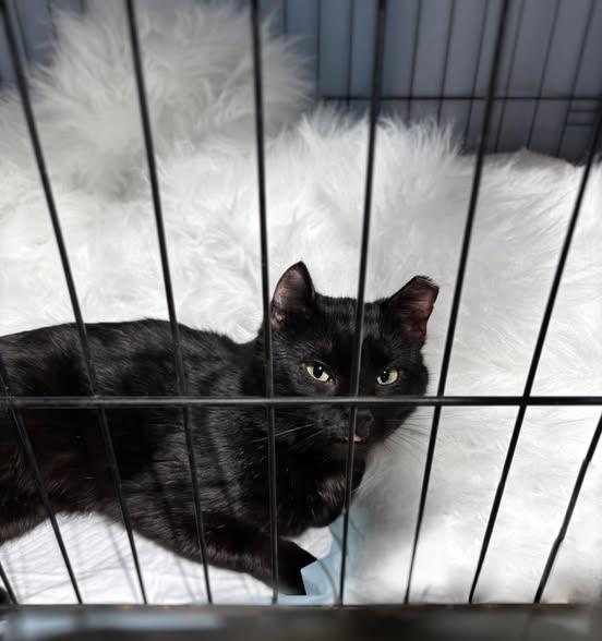 Enlarge H P Lovecraft, a ADOPTABLE Domestic Short Hair in Reading, PA image 2/2