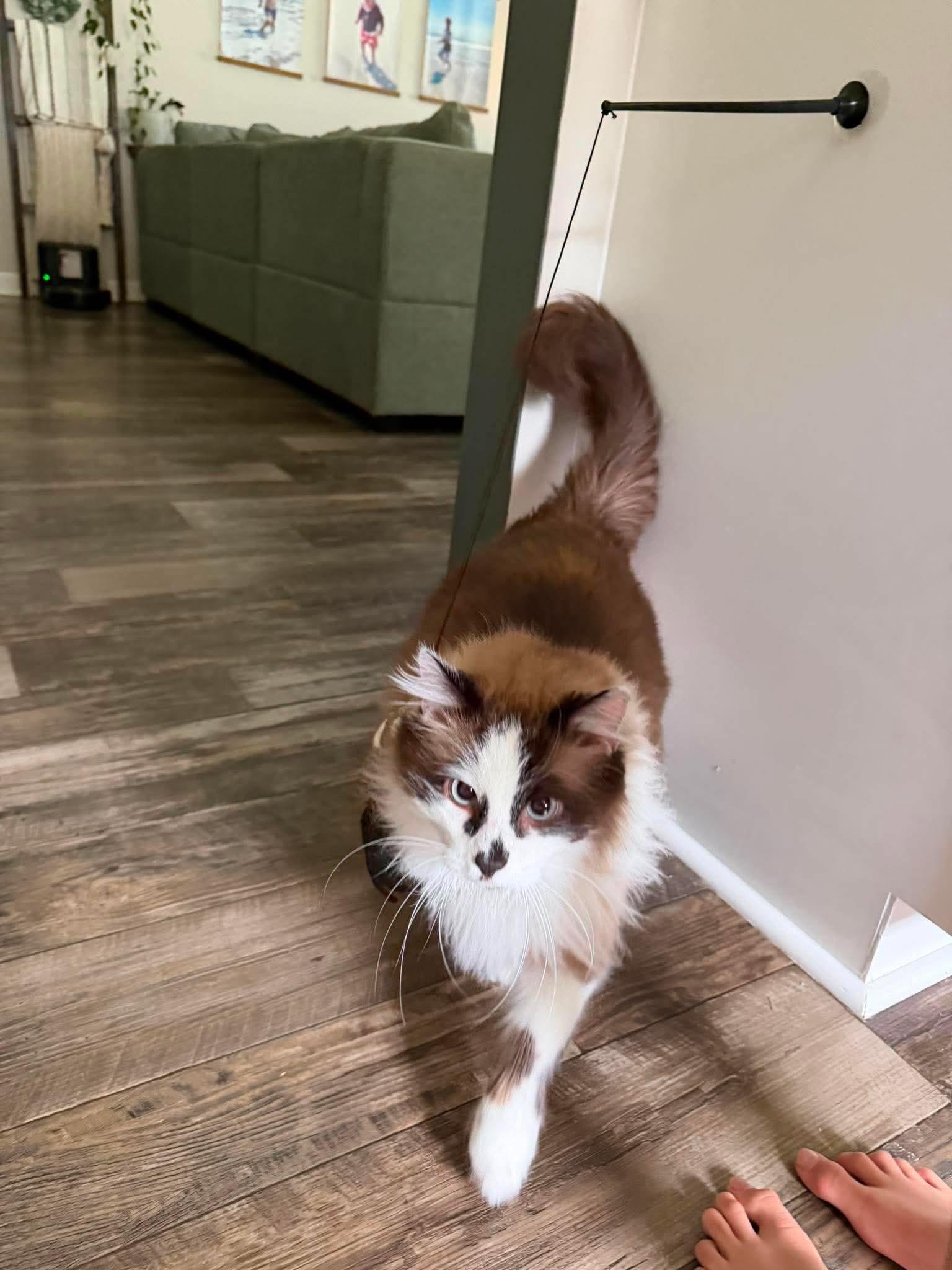 Enlarge Aange, a Adopted Domestic Long Hair in Sneads Ferry, NC image 1/1