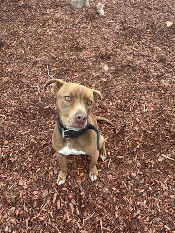 CLAIRE, Adoptable, Young Female Pit Bull Terrier & Mixed Breed.