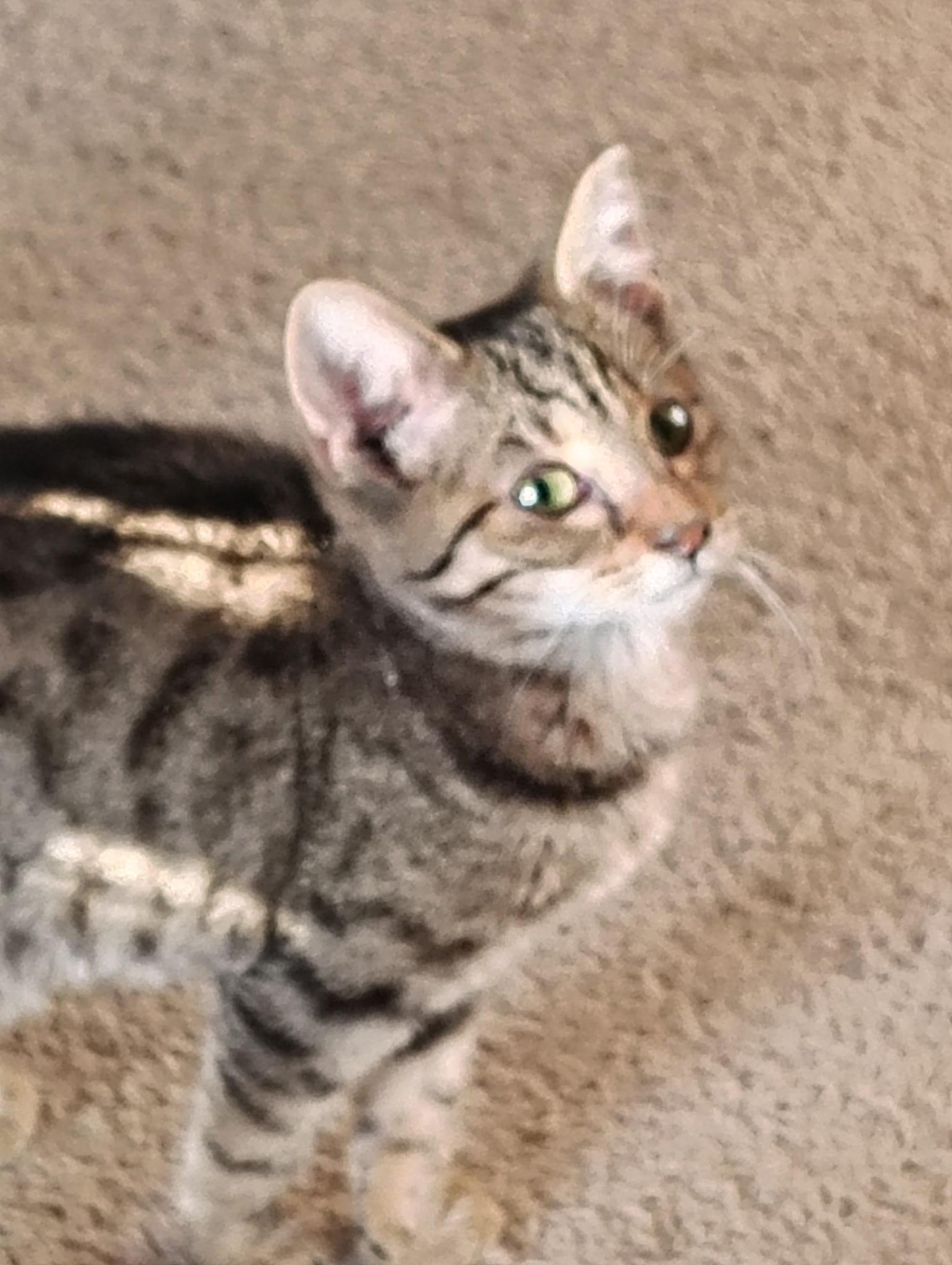 Hanno Tauber, Adoptable, Kitten Female Domestic Short Hair.