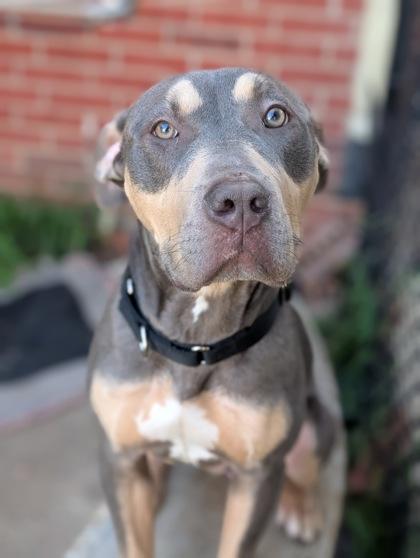 Nico, Adoptable, Adult Male Pit Bull Terrier & Mixed Breed.