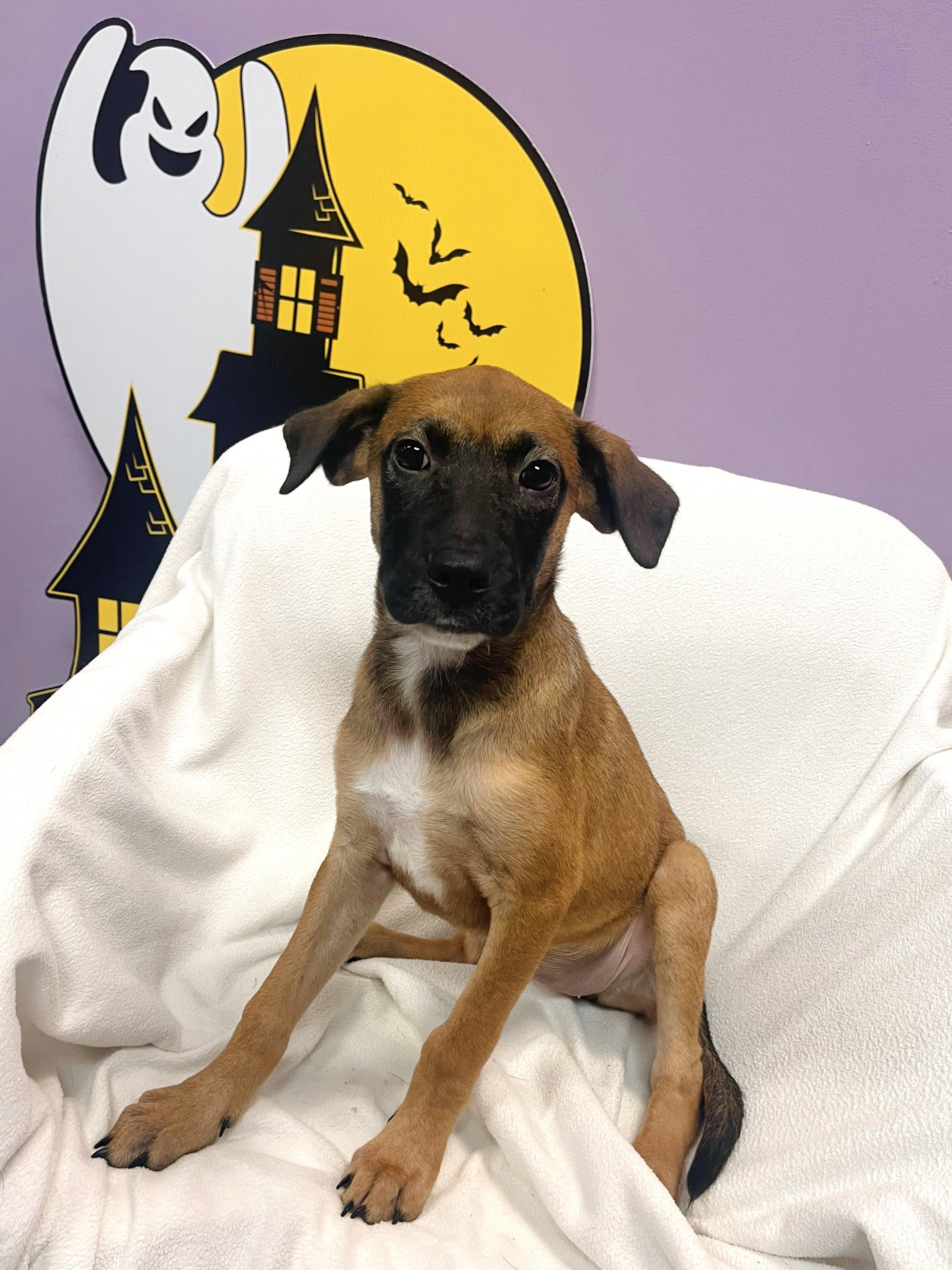 Enlarge Bombas in NH. Come Meet our Adoptable Dogs Wednesday-Saturday. More info in Bio, a Adopted mixed breed in Manchester, NH image 1/5