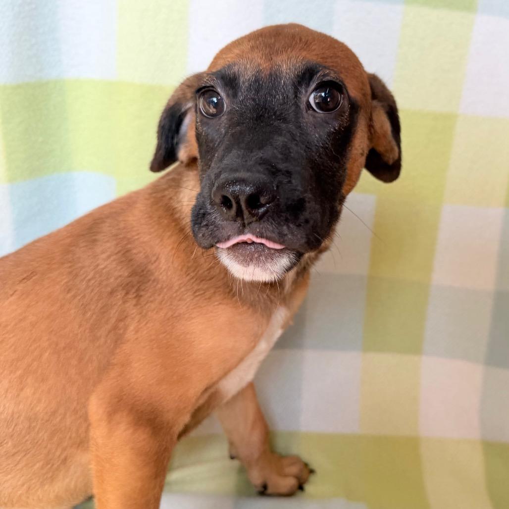 Enlarge Bombas in NH. Come Meet our Adoptable Dogs Wednesday-Saturday. More info in Bio, a Adopted mixed breed in Manchester, NH image 2/5