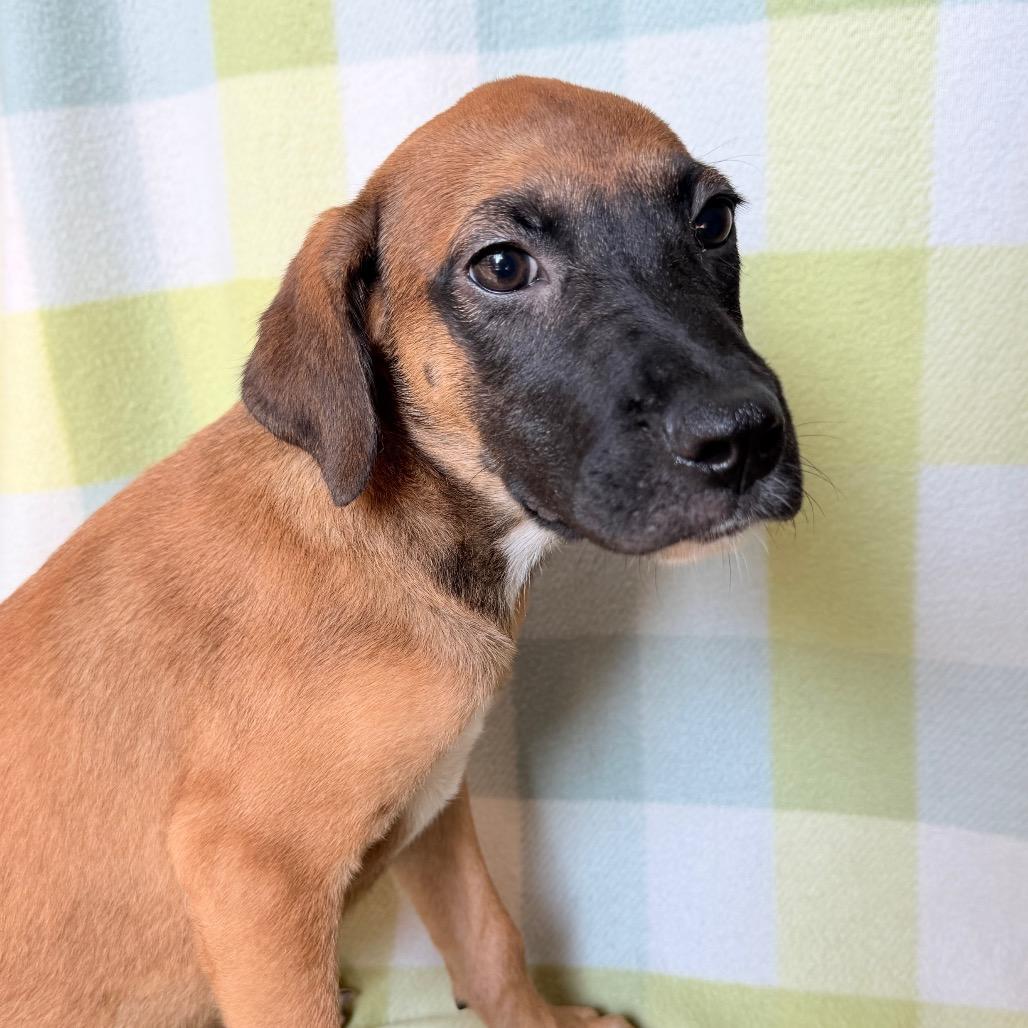 Enlarge Bombas in NH. Come Meet our Adoptable Dogs Wednesday-Saturday. More info in Bio, a Adopted mixed breed in Manchester, NH image 5/5