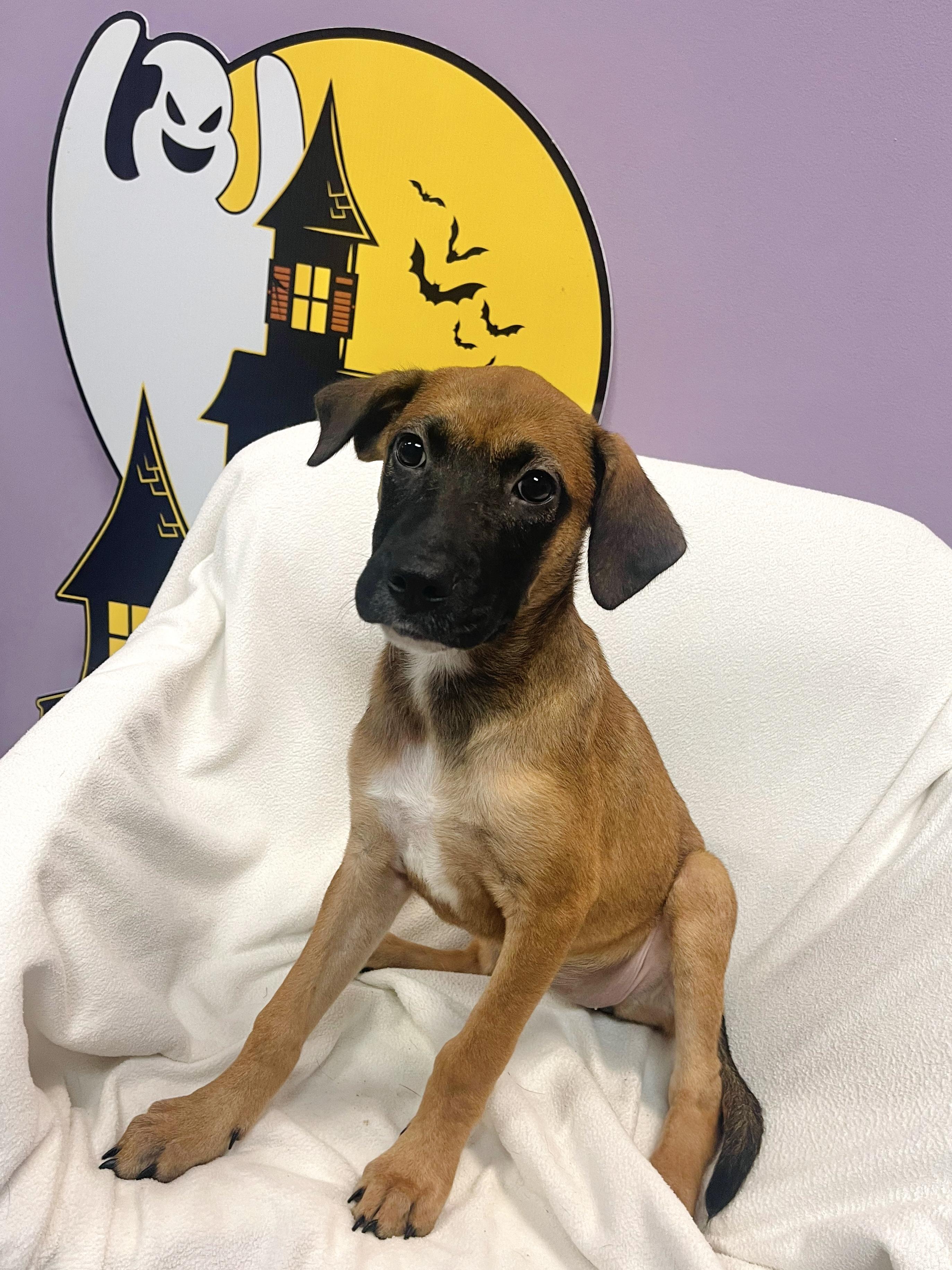 Enlarge Bombas in NH. Come Meet our Adoptable Dogs Wednesday-Saturday. More info in Bio, a Adopted mixed breed in Manchester, NH image 3/5