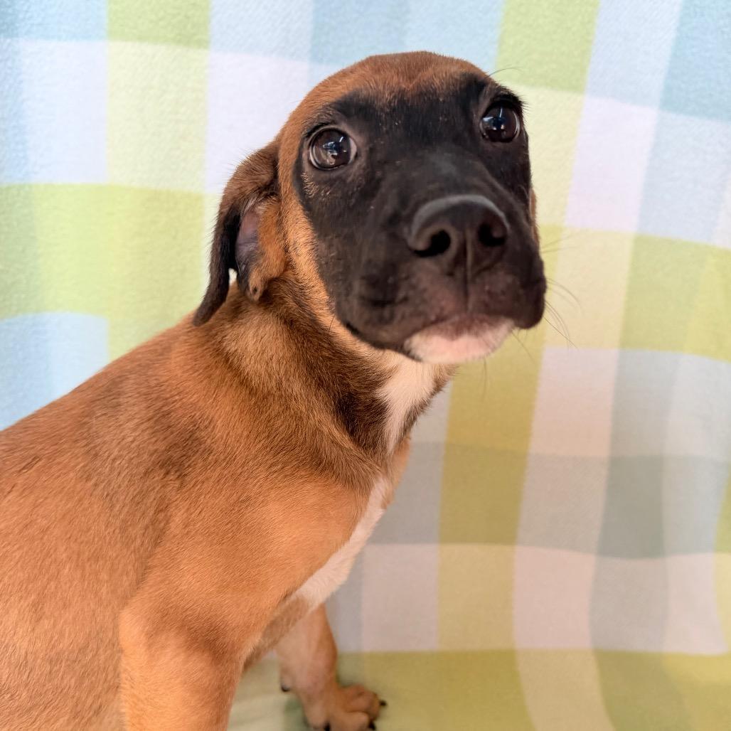 Enlarge Bombas in NH. Come Meet our Adoptable Dogs Wednesday-Saturday. More info in Bio, a Adopted mixed breed in Manchester, NH image 4/5