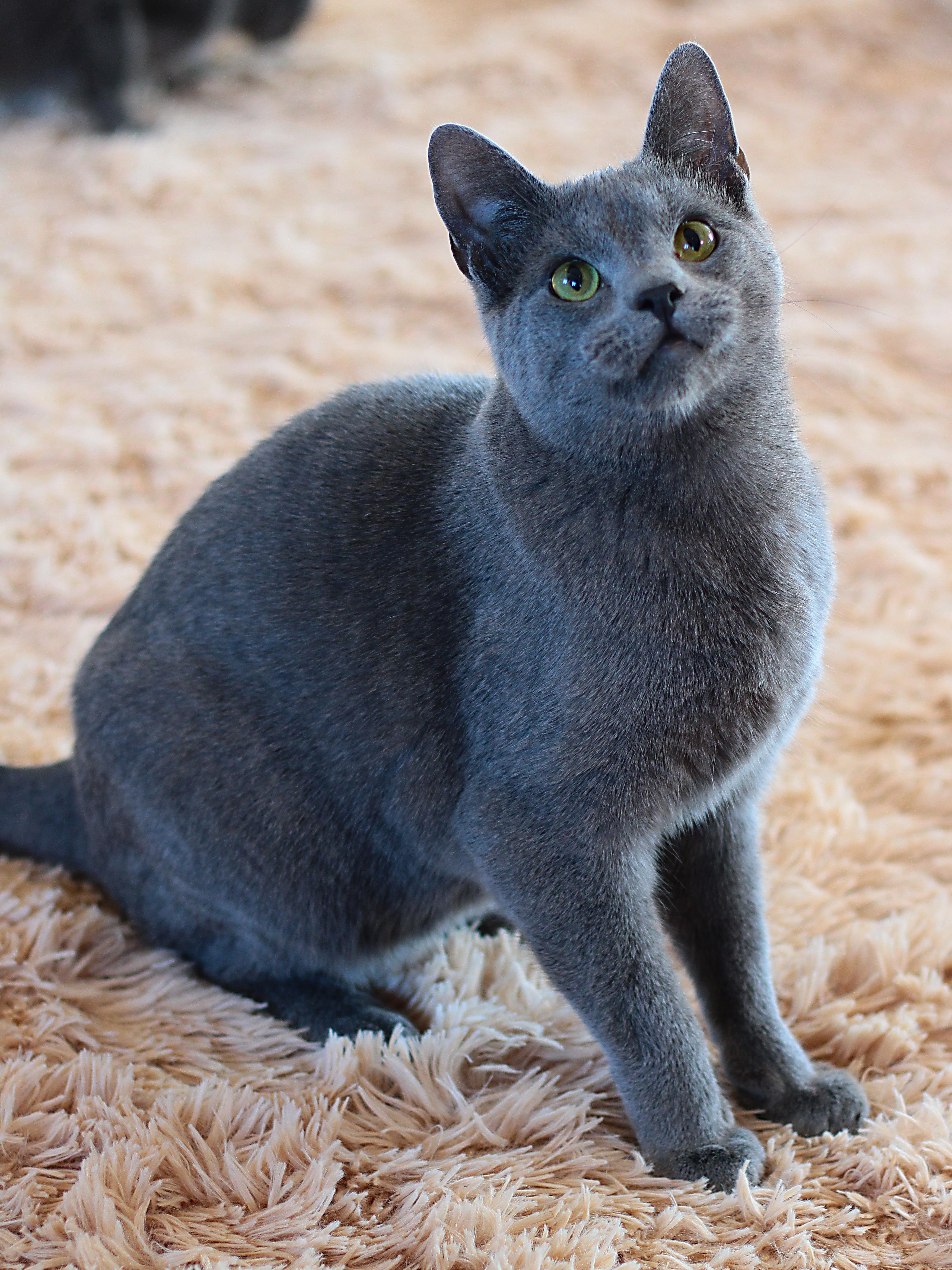 Enlarge Hawk, a ADOPTABLE Domestic Short Hair in Greensburg, PA image 2/2