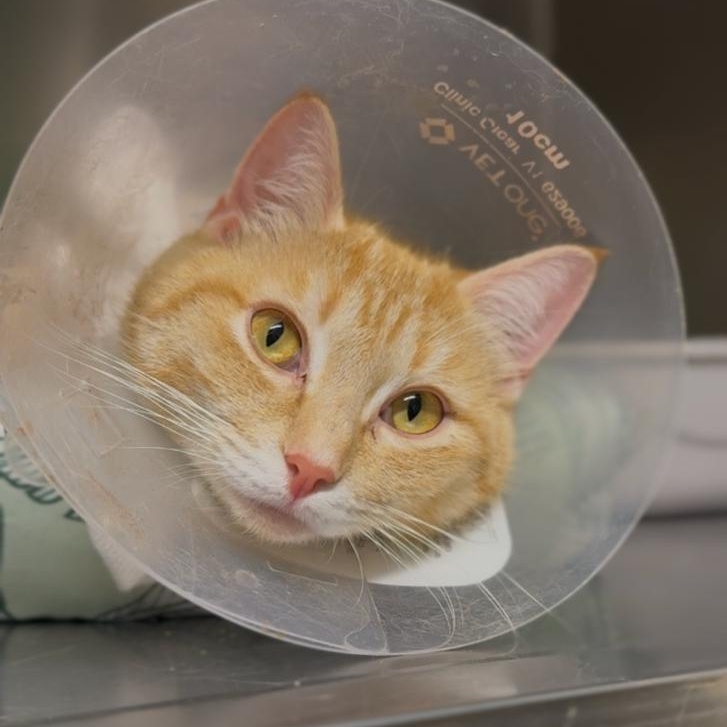 Apricot, ADOPTABLE, Young Female Domestic Short Hair.
