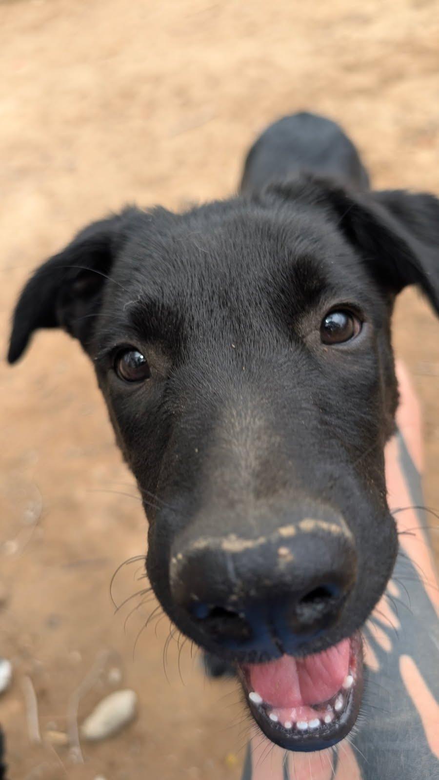 Enlarge Sam, a Adoptable Belgian Shepherd / Malinois in Rio Rancho, NM image 1/3