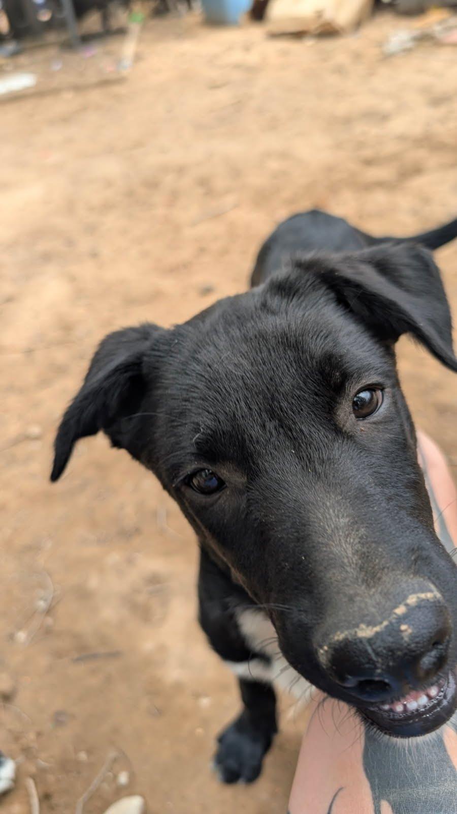 Enlarge Sam, a Adoptable Belgian Shepherd / Malinois in Rio Rancho, NM image 2/3