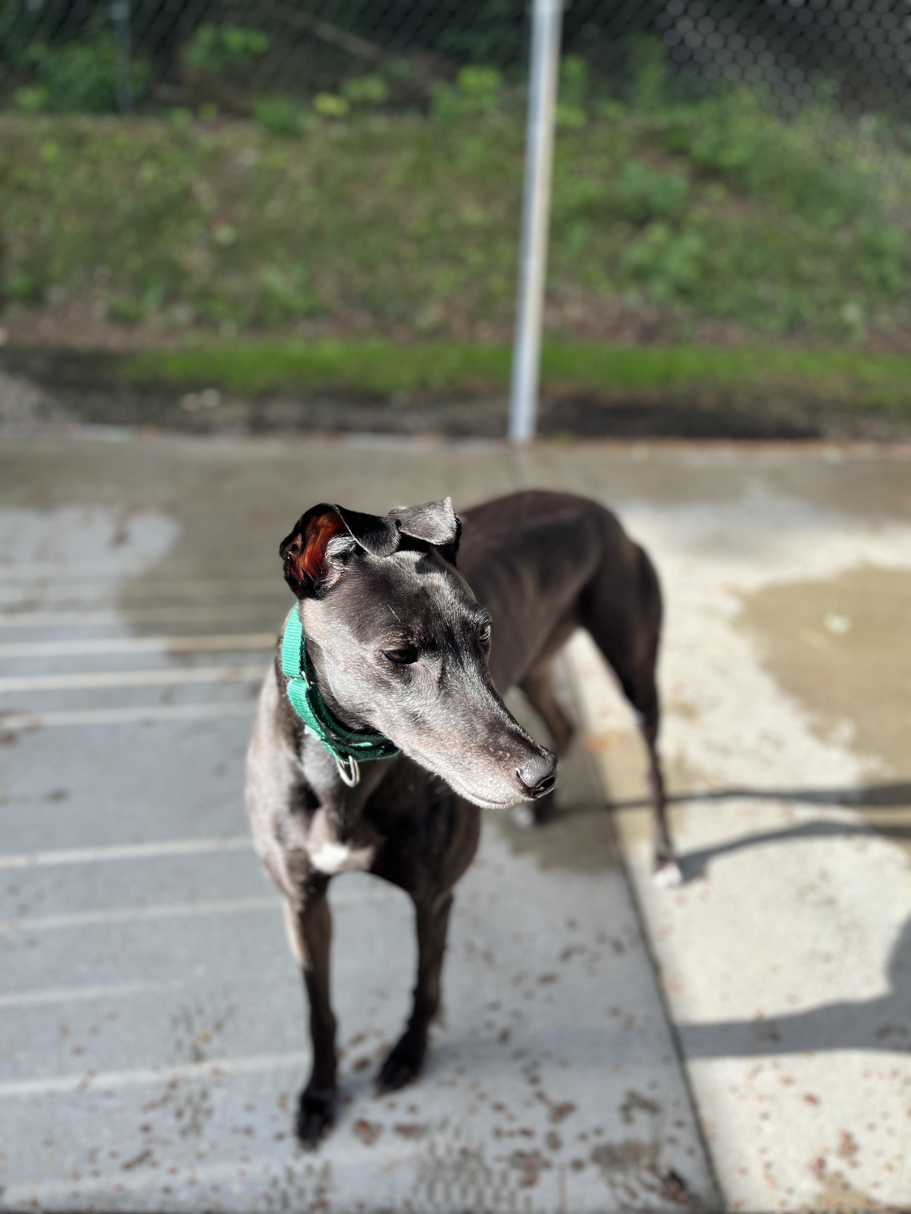 Enlarge Berri, a Adoptable Greyhound in Swanzey, NH image 4/6