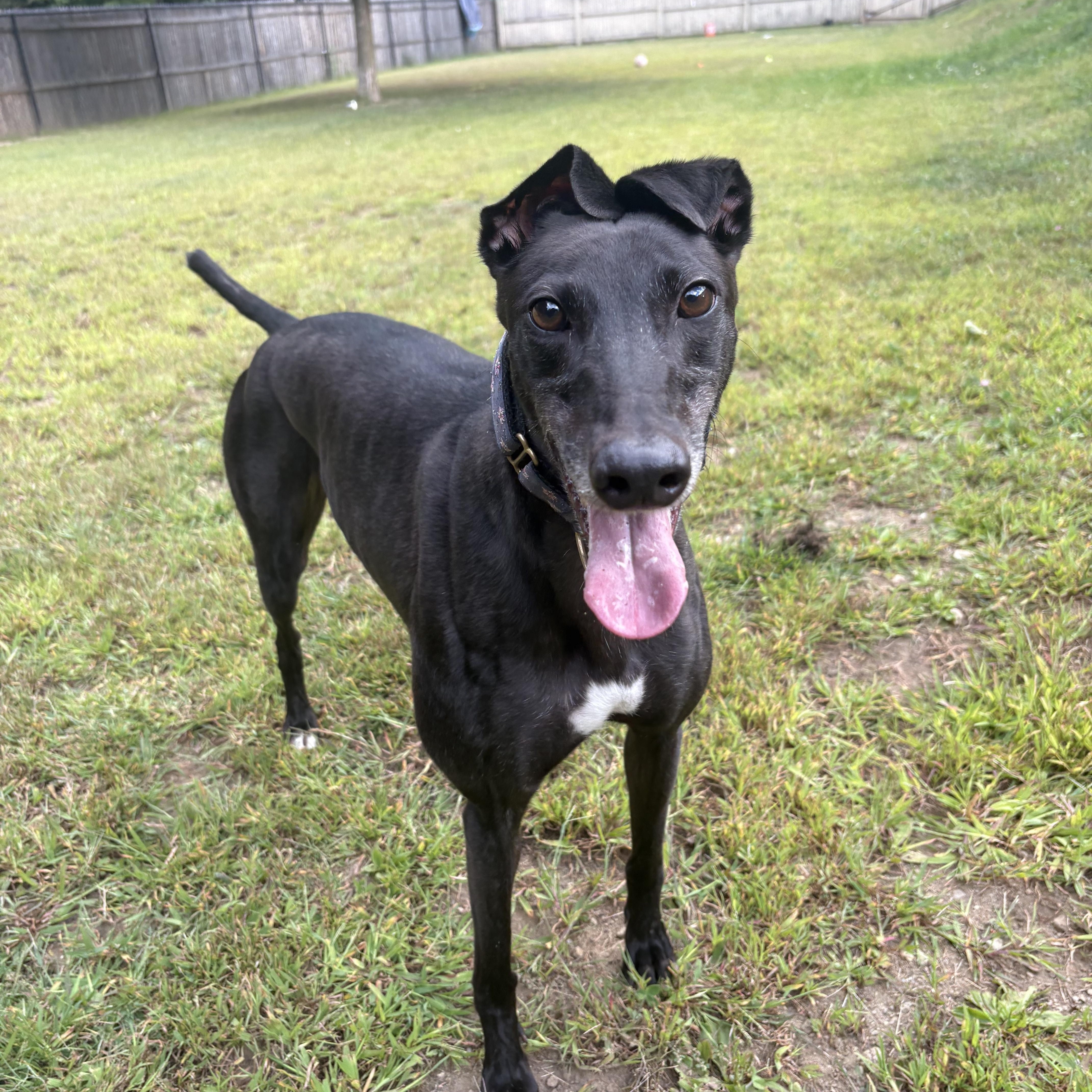 Enlarge Berri, a Adoptable Greyhound in Swanzey, NH image 4/4
