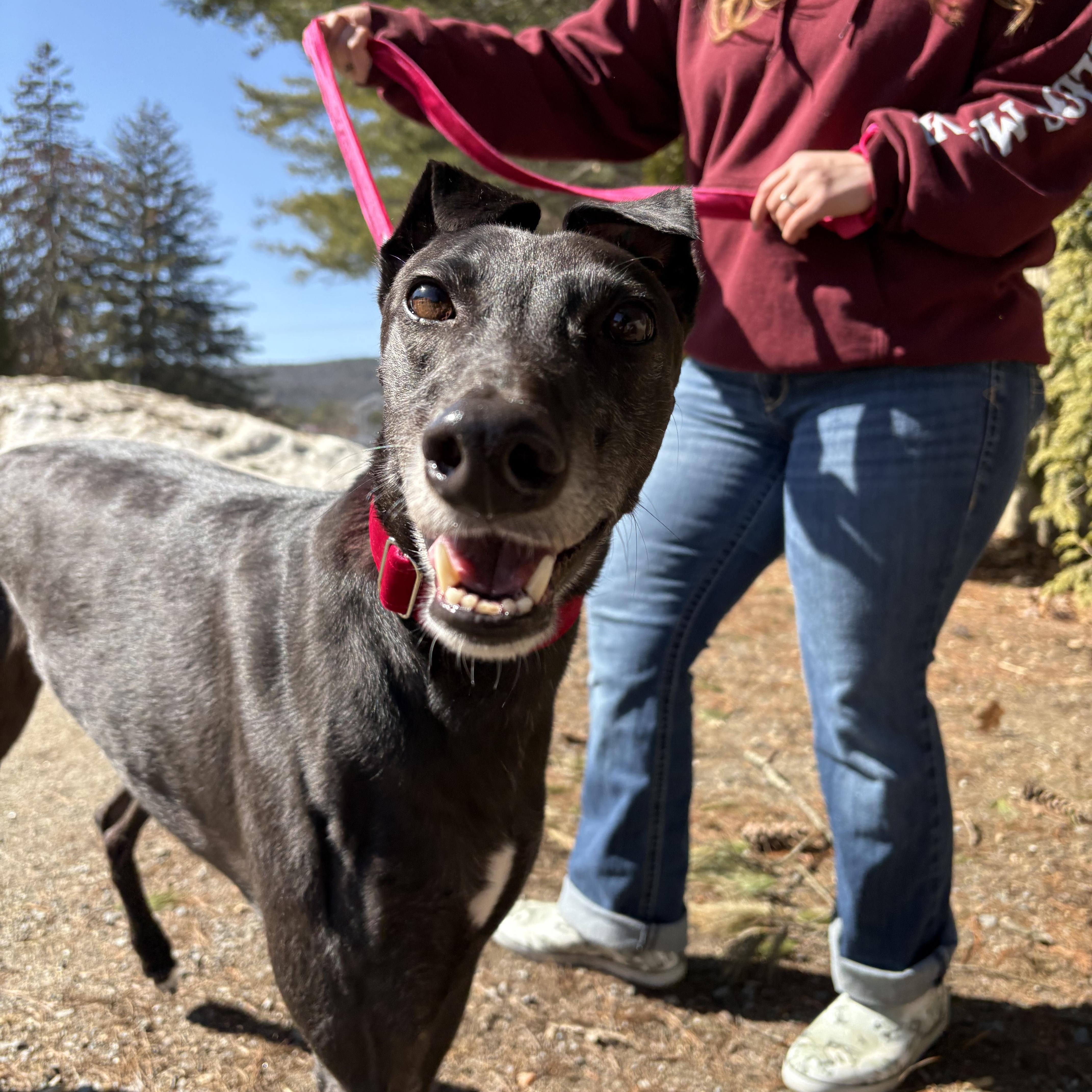 Enlarge Berri, a Adoptable Greyhound in Swanzey, NH image 2/6