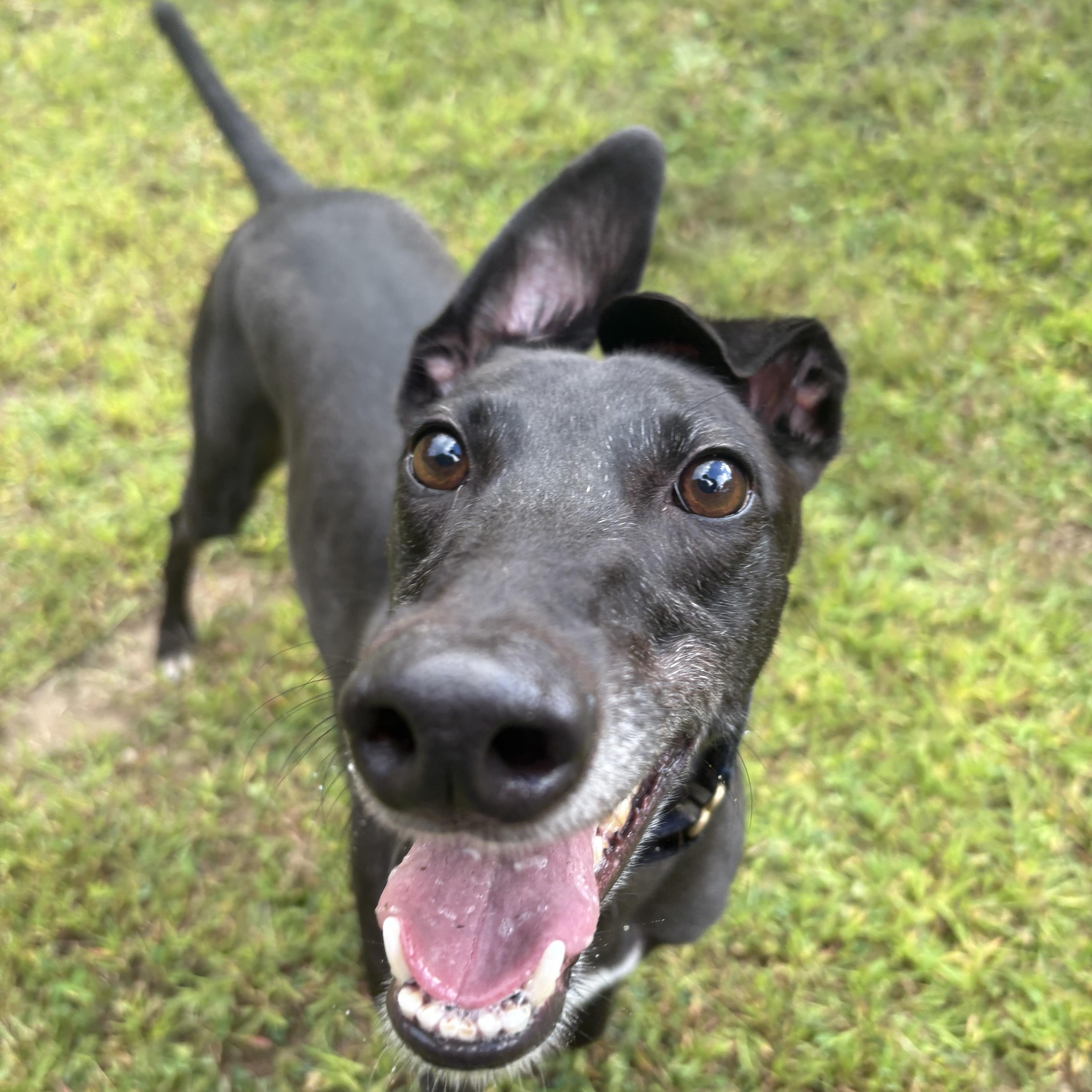 Berri, Adoptable, Adult Female Greyhound.