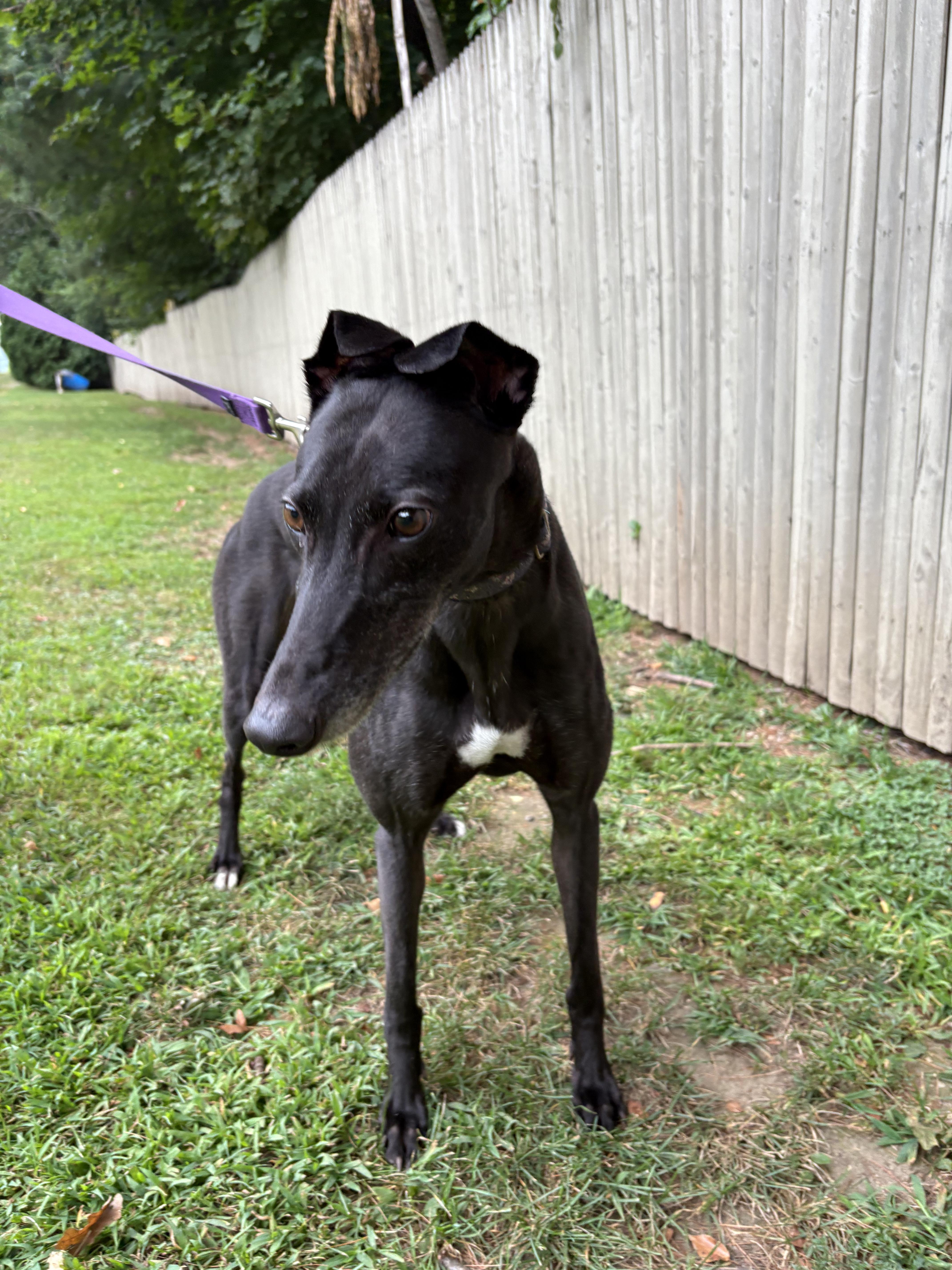 Enlarge Berri, a Adoptable Greyhound in Swanzey, NH image 2/4