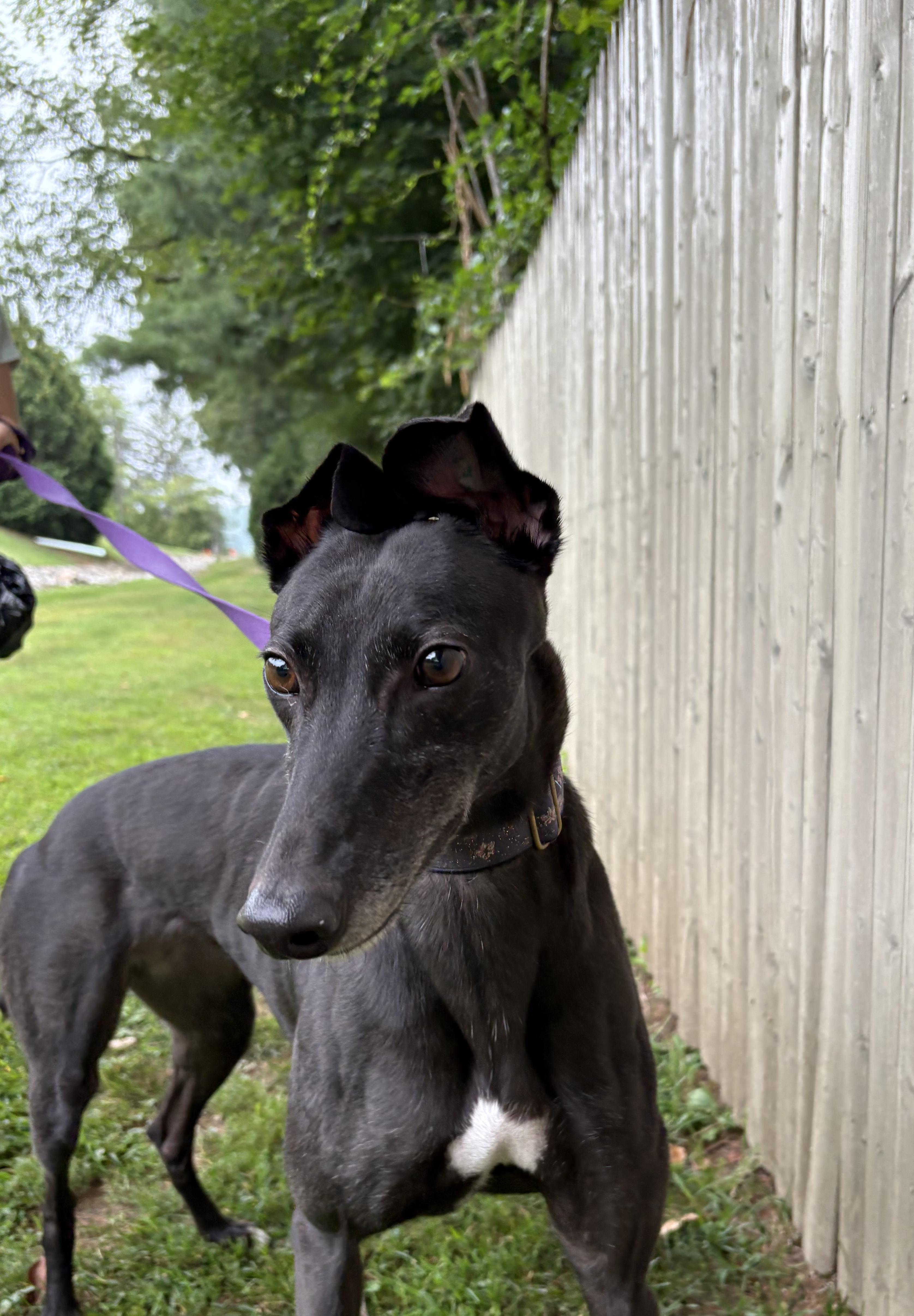 Enlarge Berri, a Adoptable Greyhound in Swanzey, NH image 3/4