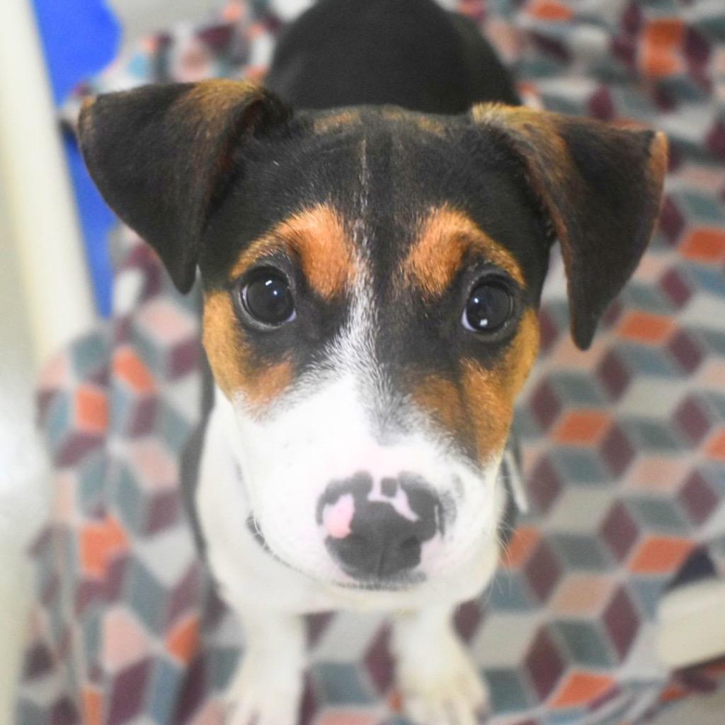 Stormi, a Adopted mixed breed in Saint Petersburg, FL image 1/2