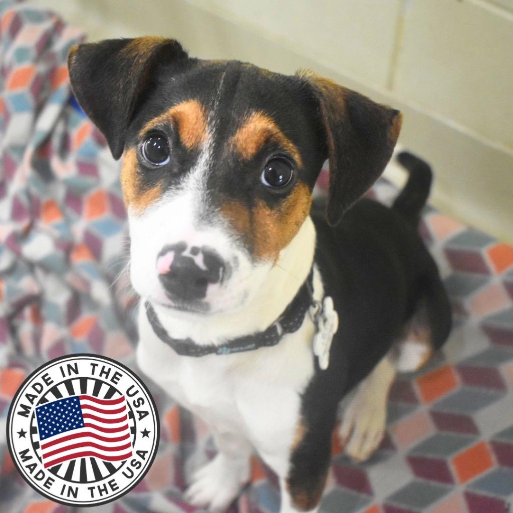 Stormi, a Adopted mixed breed in Saint Petersburg, FL image 2/2