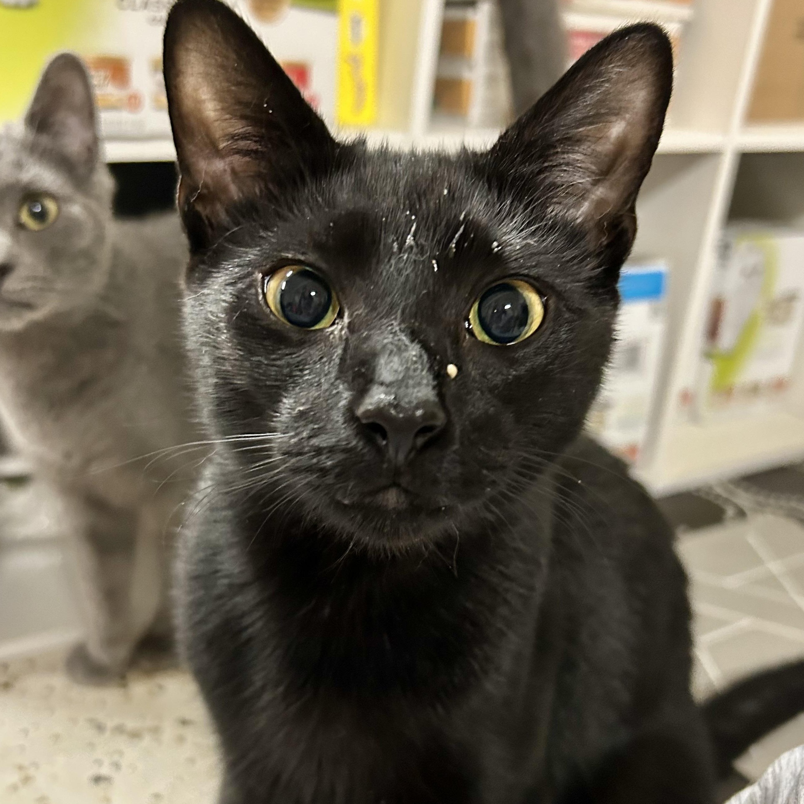 Gus, Baby Male Domestic Short Hair
