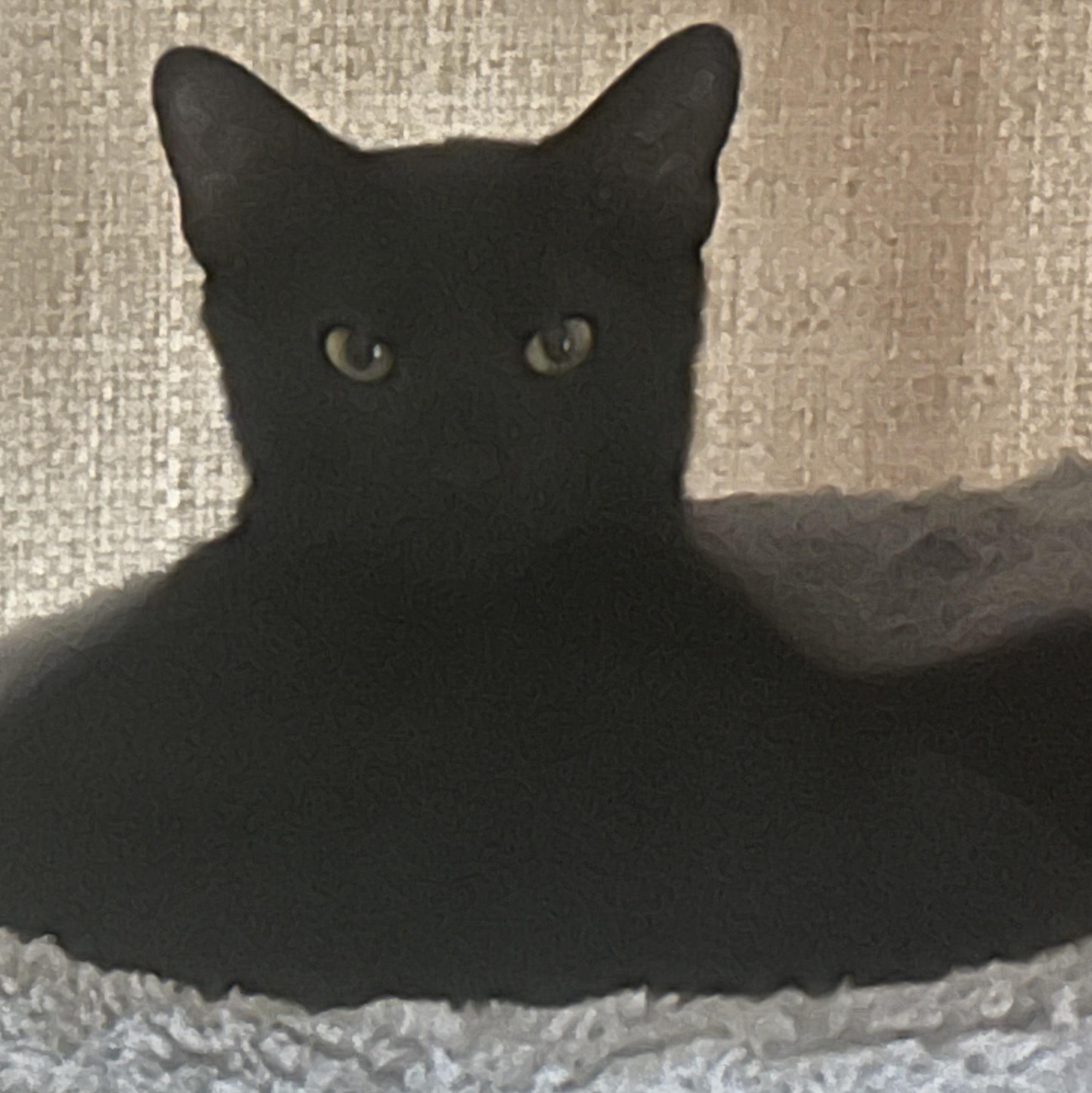 Gus photo 4