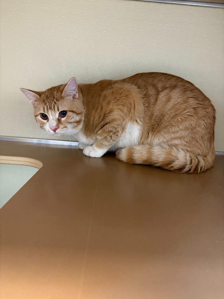 Rusty, ADOPTABLE, Kitten Male Domestic Short Hair.