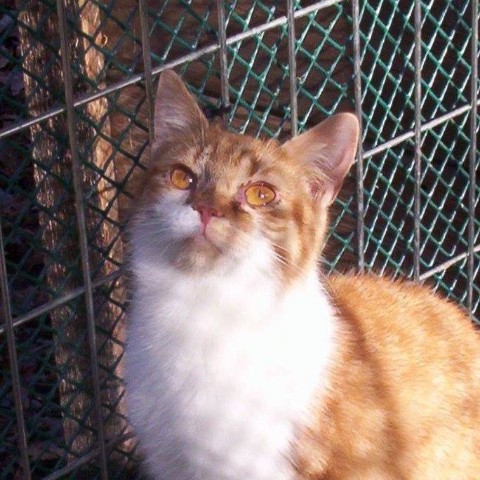 Little Girl  (sweet, talkative and petite), Adult Female unknown