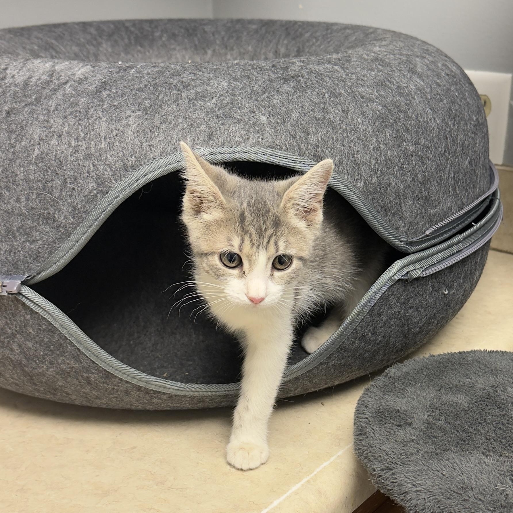Tori, Adoptable, Kitten Female Domestic Short Hair.