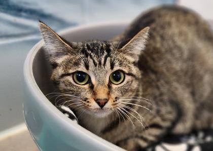 Momo, Adoptable, Adult Female Domestic Short Hair.