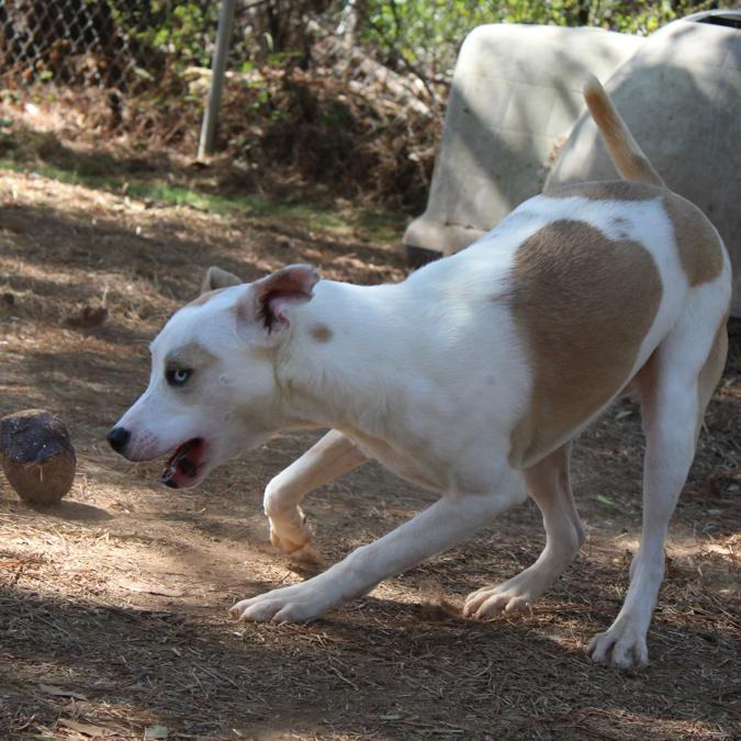 BamBam, Adoptable, Young Male Husky & Mixed Breed.