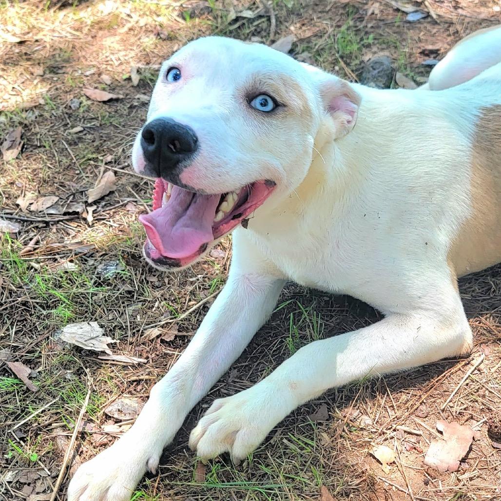 BamBam, a Adoptable mixed breed in Valley, AL image 1/6