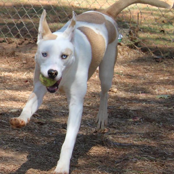 BamBam, a Adoptable mixed breed in Valley, AL image 2/6