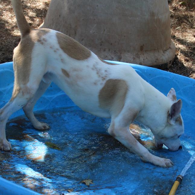 BamBam, a Adoptable mixed breed in Valley, AL image 5/6