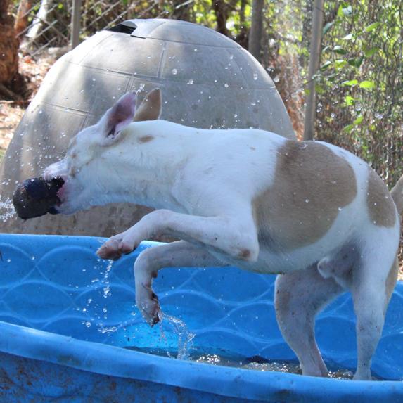 BamBam, a Adoptable mixed breed in Valley, AL image 5/6