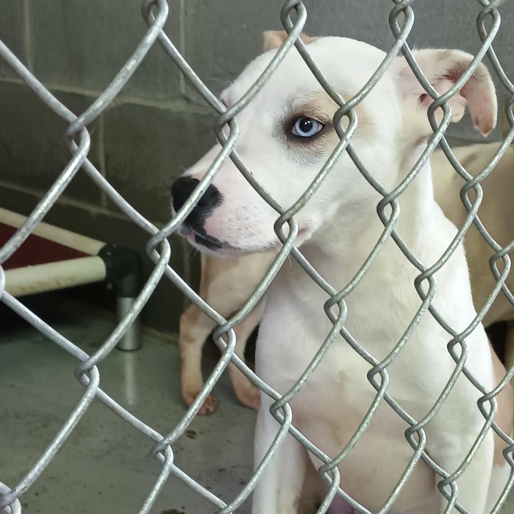 BamBam, a Adoptable mixed breed in Valley, AL image 6/6