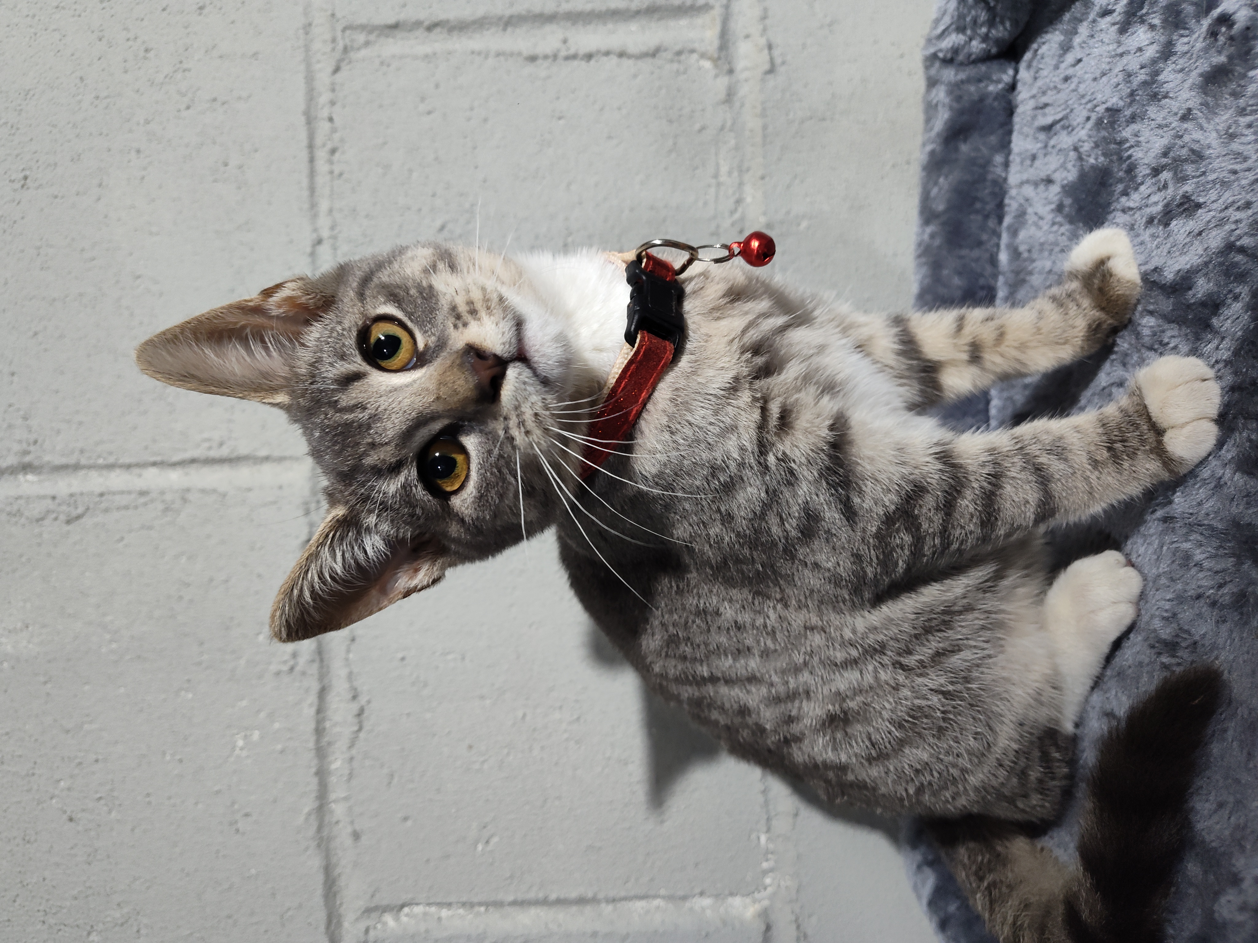 Cat for adoption Robin, a Tabby & Domestic Short Hair Mix in Mastic